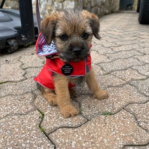 Worthy dog xs red raincoat, with reversible lining to seersucker with anchors
